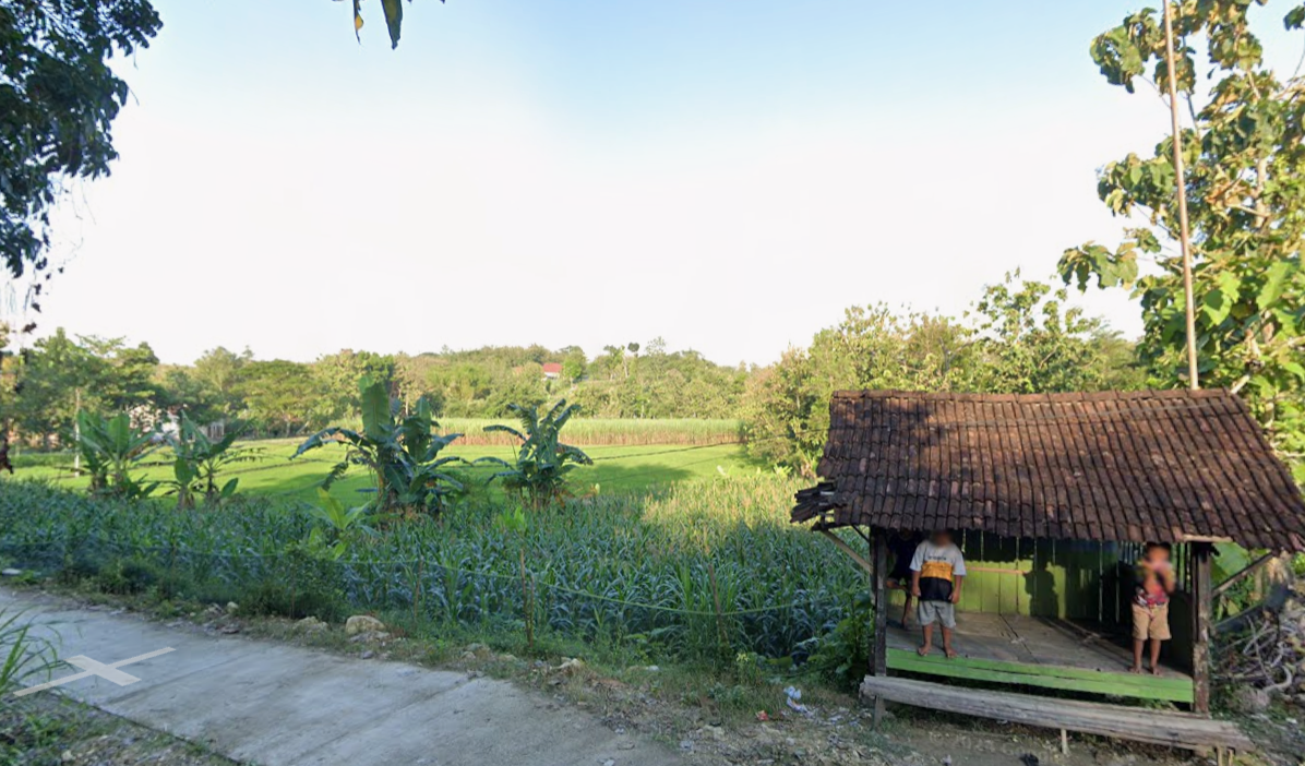 Sampul Pertanian Jagung Desa